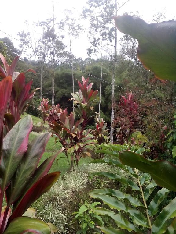 Green Mountain And Lodge Turrialba Rom bilde