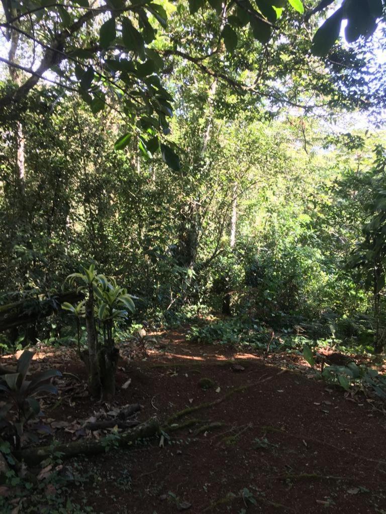 Green Mountain And Lodge Turrialba Eksteriør bilde