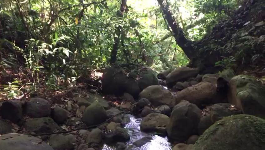 Green Mountain And Lodge Turrialba Eksteriør bilde